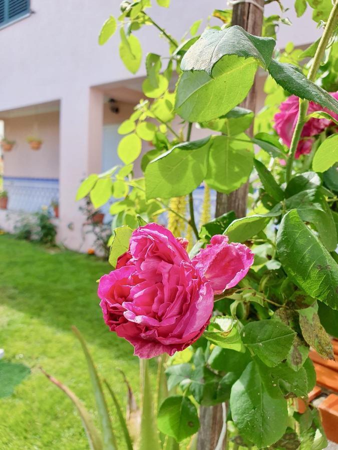 Rosinha Country House Vale de Cambra Exteriör bild